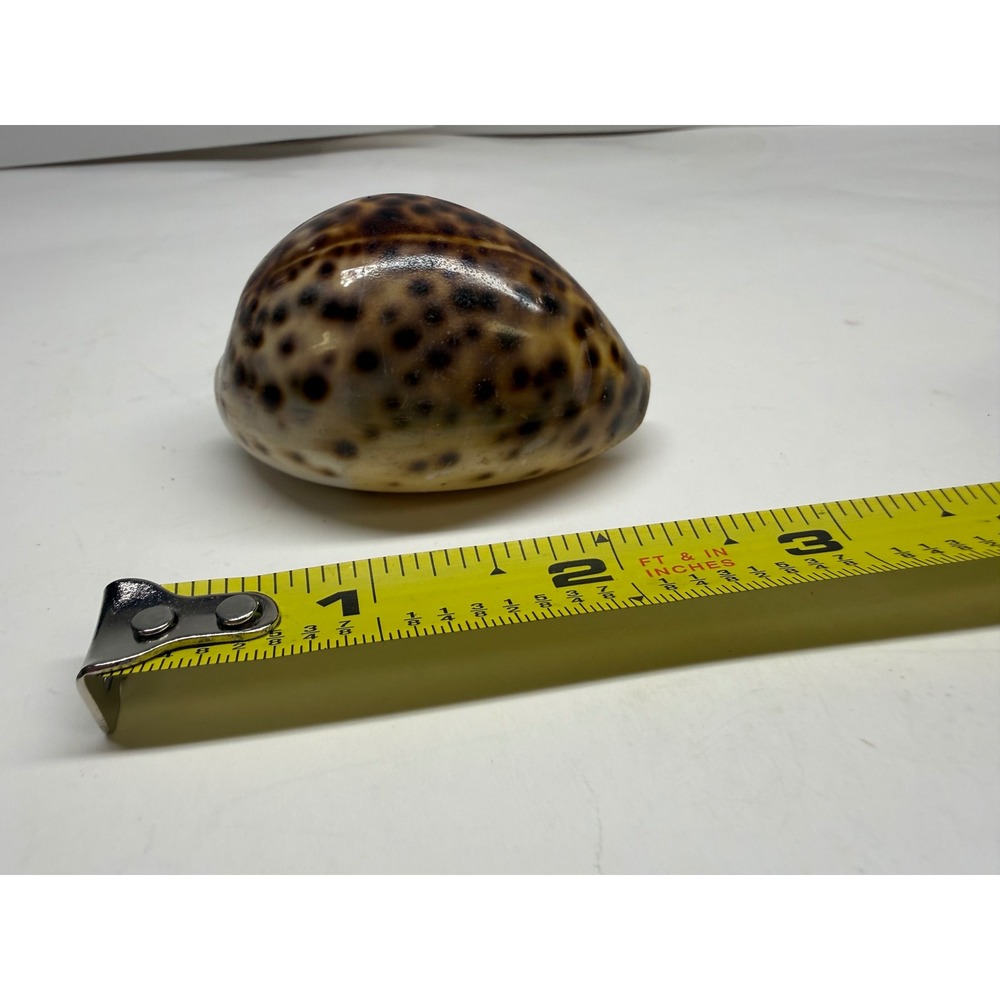 Natural Tiger Cowrie Sea Shell 2.75" Glossy Spotted Cypraea Tigris Specimen